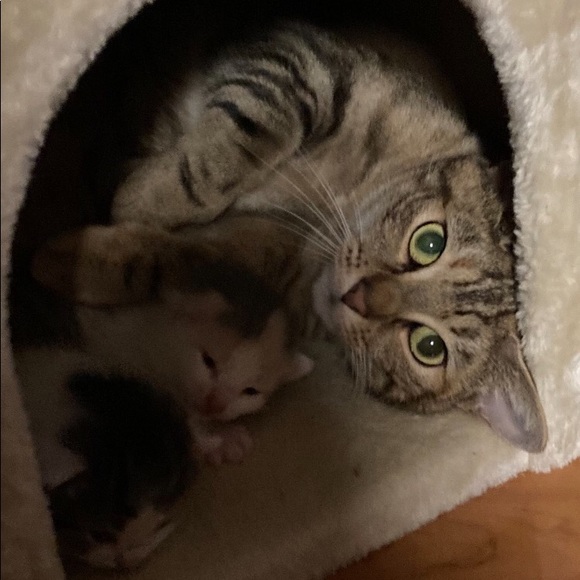 Posher Kathleen ❤️😻”Here, Kitty, kitty” - Picture 14 of 16